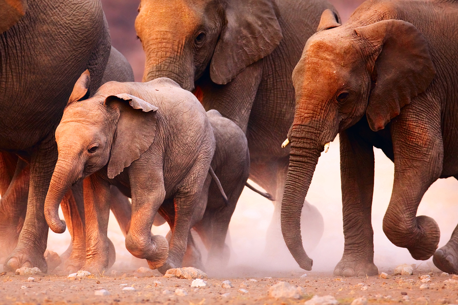 elephant herd