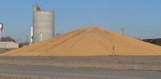 corn pile