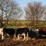 cattle feeding