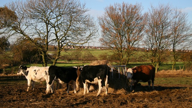 cattle feeding