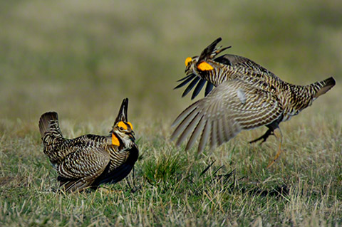 Grouse mating dance