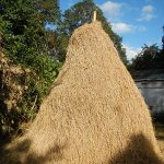 rice straw