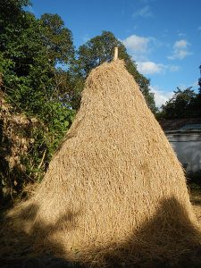 rice straw