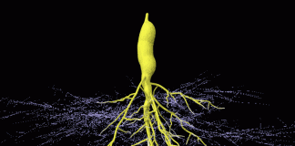 Mycorrhizal root animation