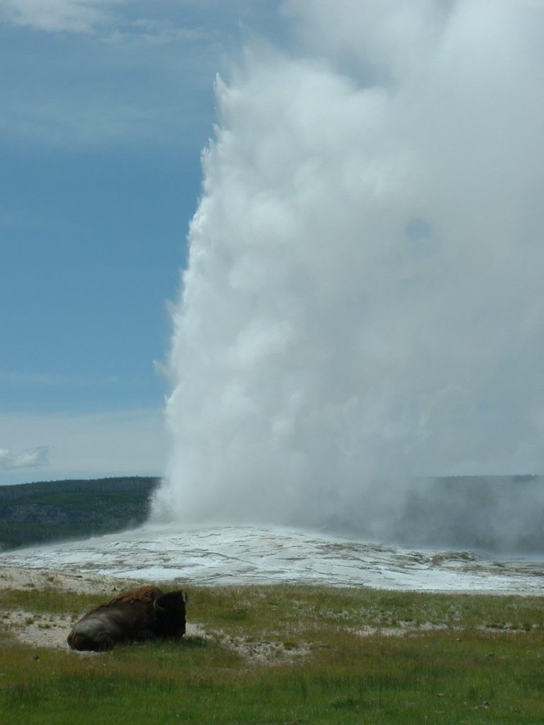geothermal - buffalo at Old Failthful geyser