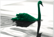 green swan